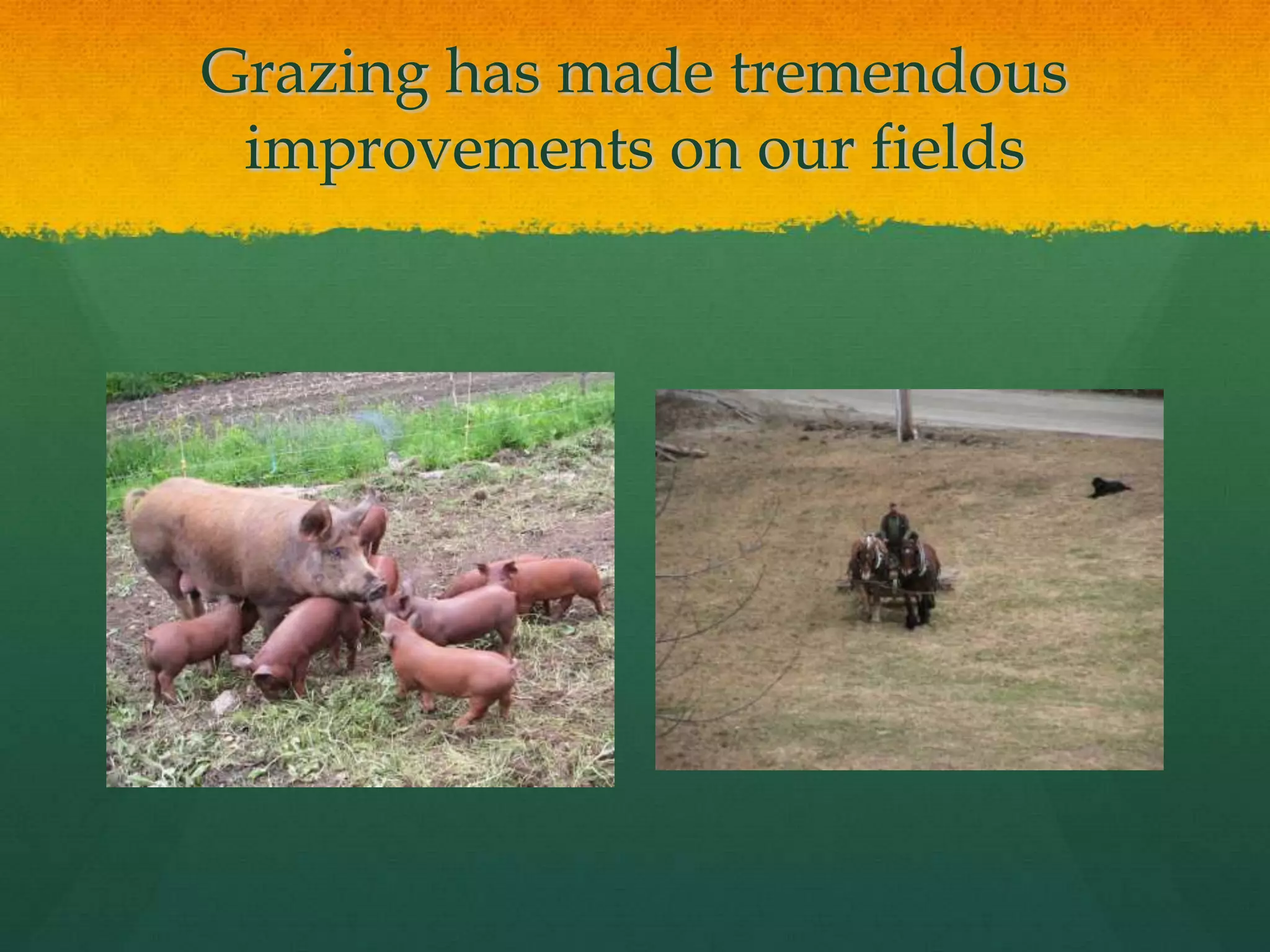 Grazing has made tremendous
 improvements on our fields
 