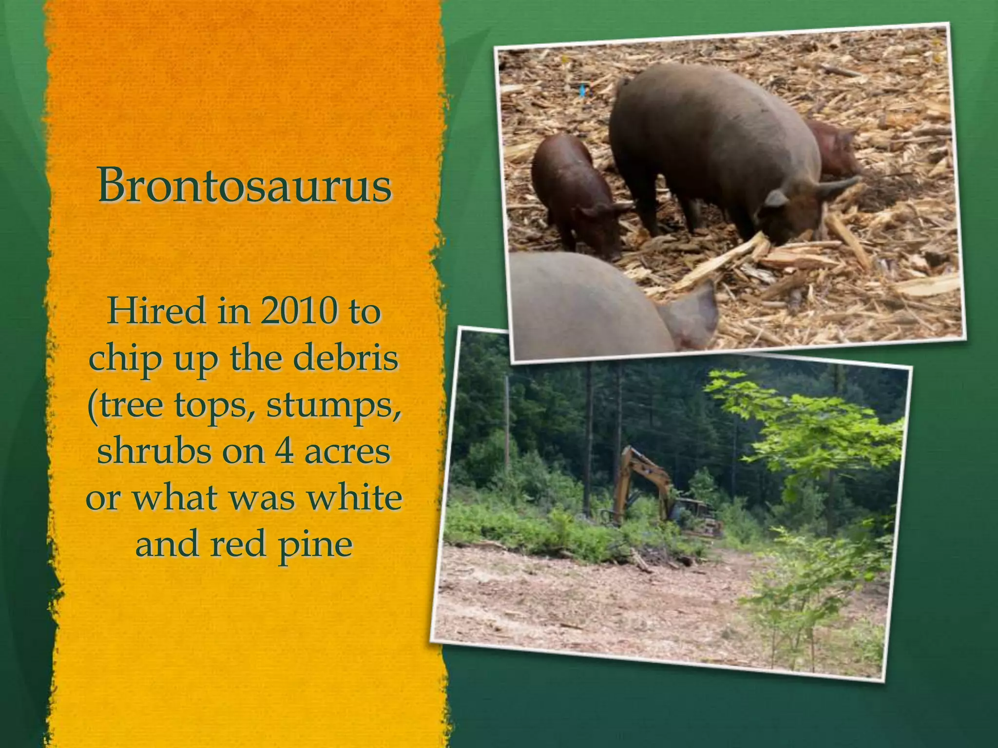 Brontosaurus

  Hired in 2010 to
chip up the debris
(tree tops, stumps,
 shrubs on 4 acres
or what was white
   and red pine
 
