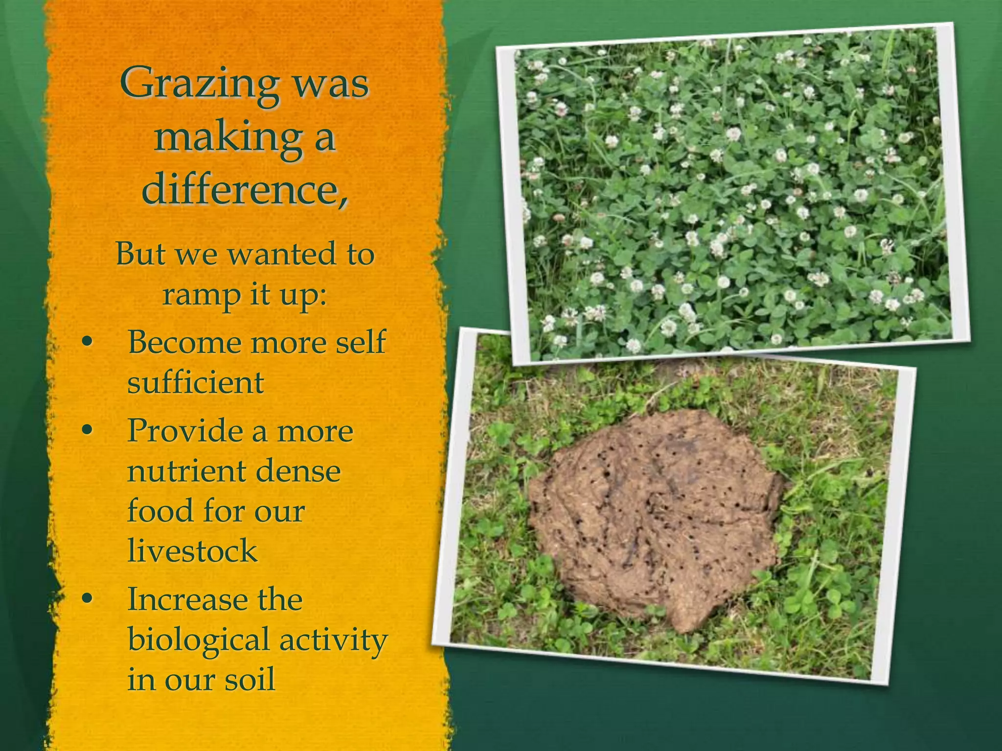 Grazing was
    making a
    difference,
  But we wanted to
      ramp it up:
• Become more self
   sufficient
• Provide a more
   nutrient dense
   food for our
   livestock
• Increase the
   biological activity
   in our soil
 