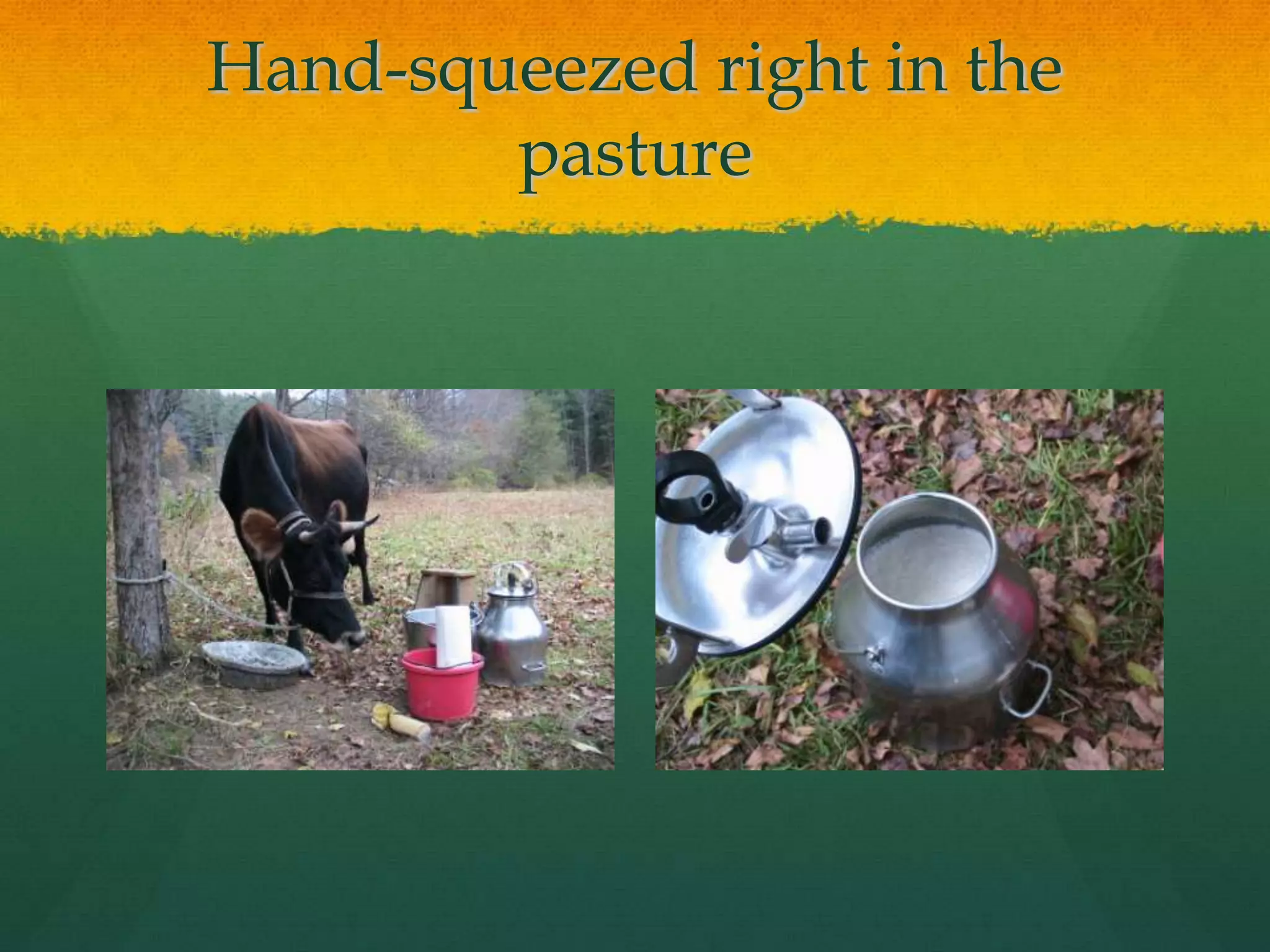 Hand-squeezed right in the
        pasture
 