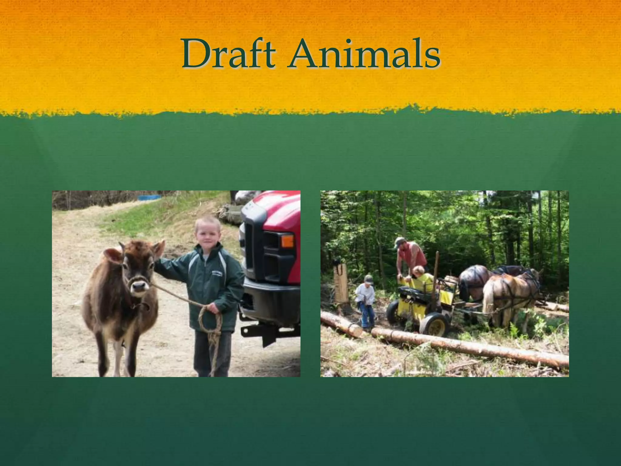 Draft Animals
 