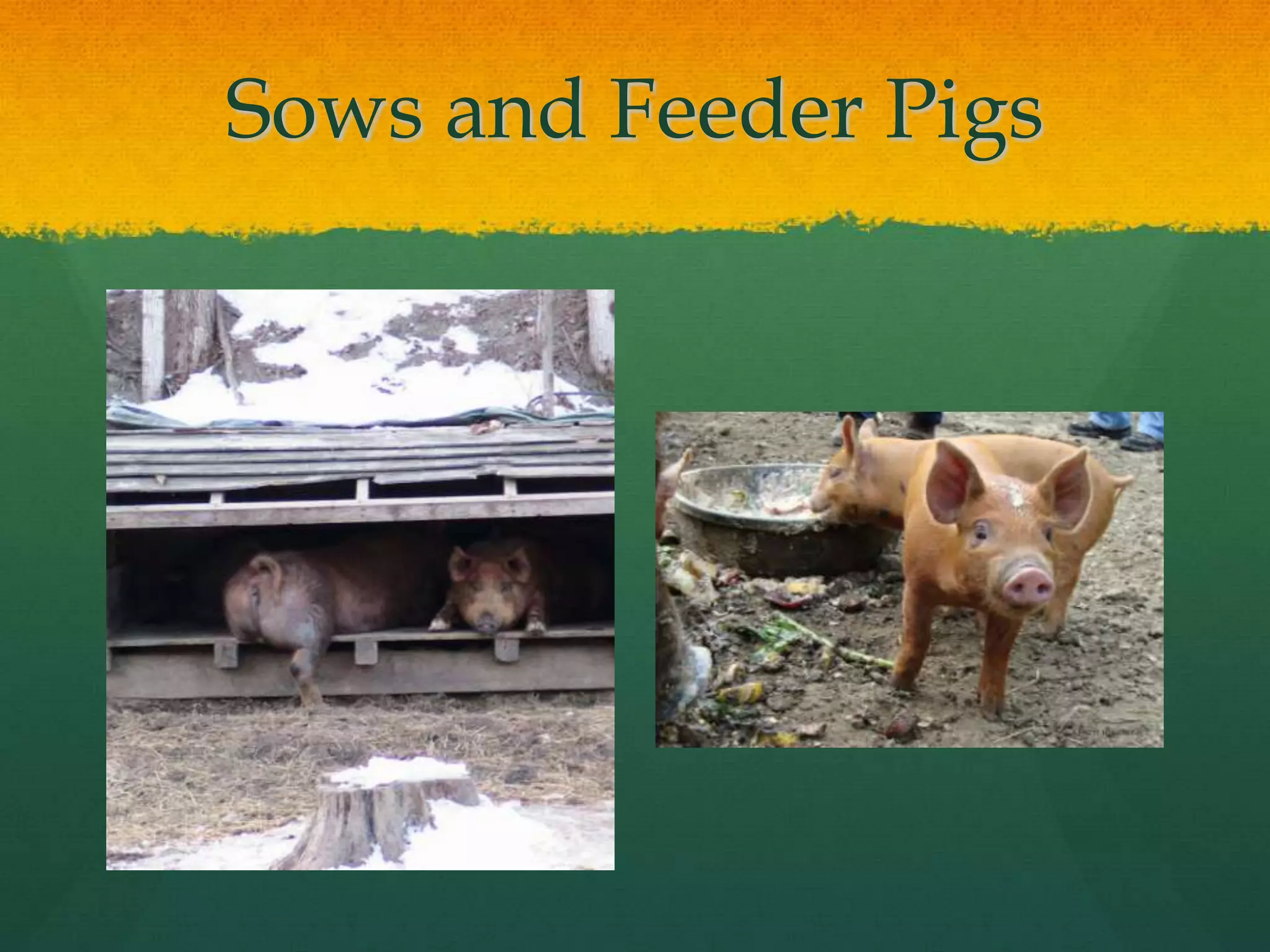 Sows and Feeder Pigs
 
