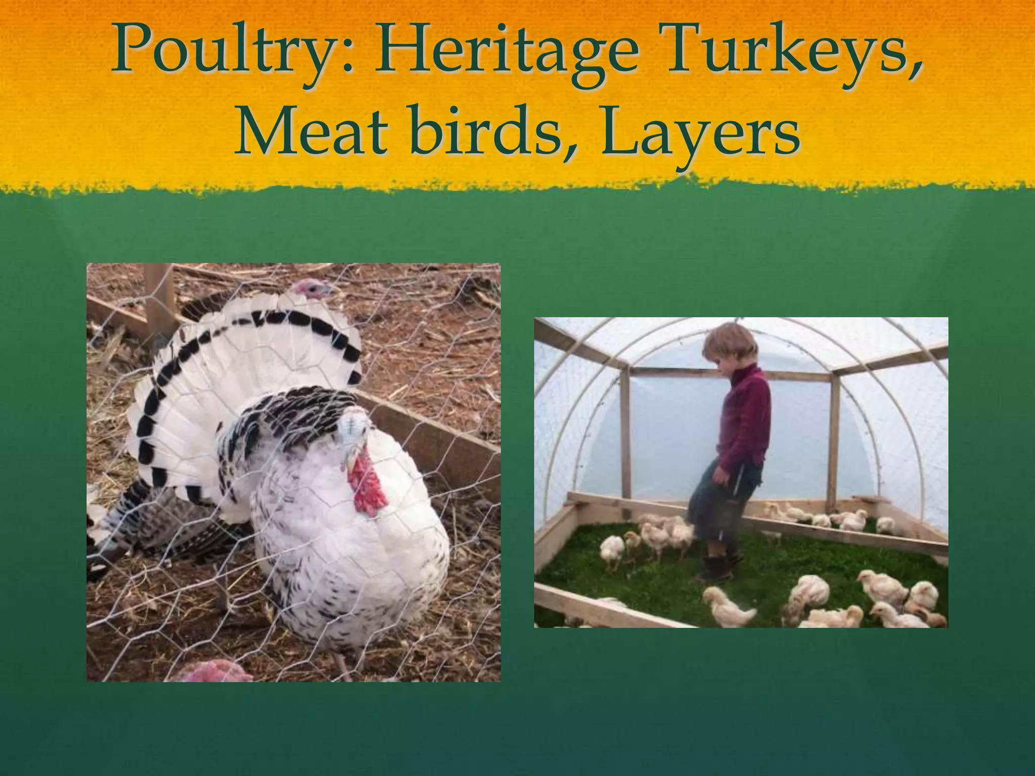 Poultry: Heritage Turkeys,
   Meat birds, Layers
 