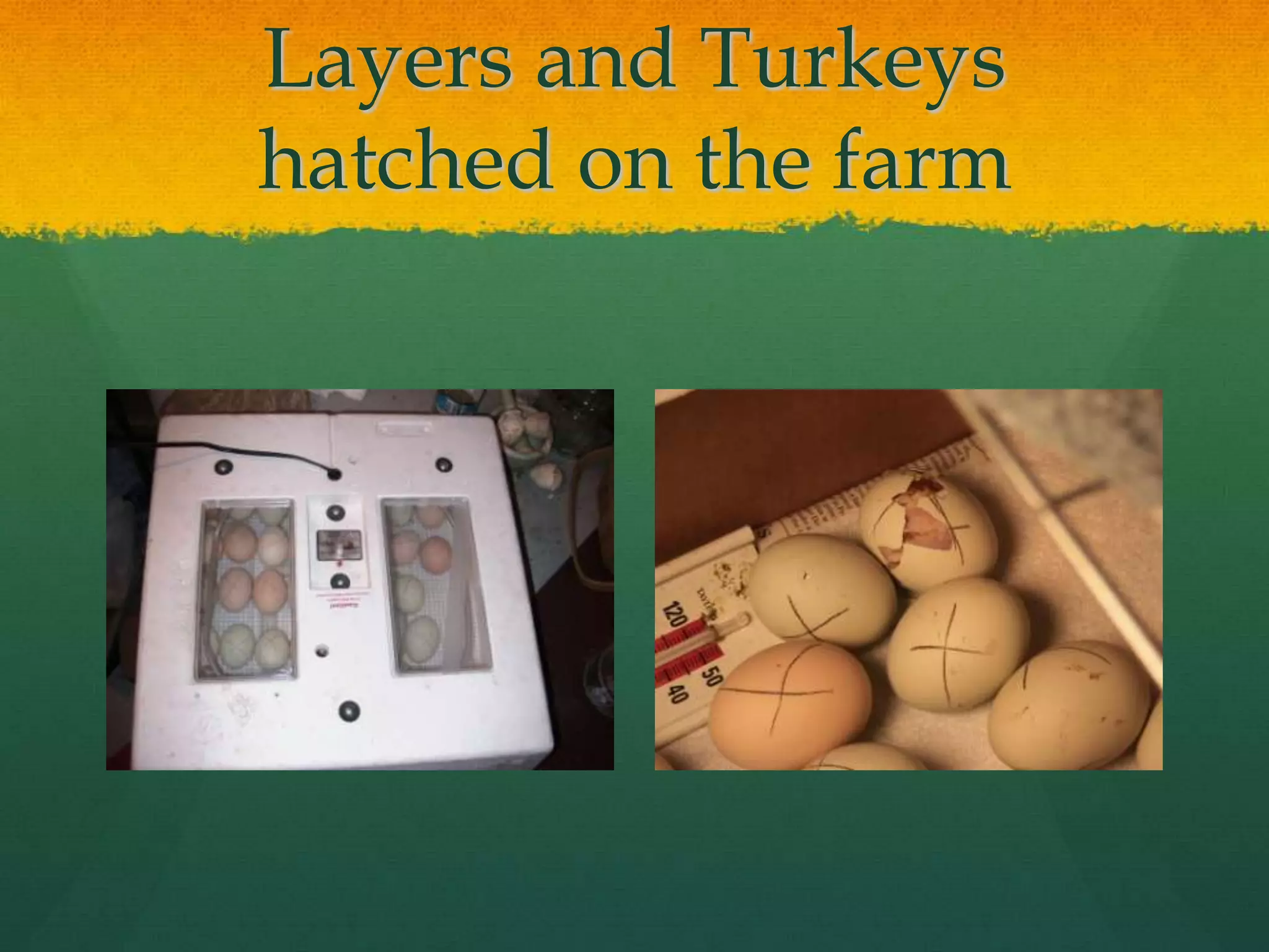 Layers and Turkeys
hatched on the farm
 