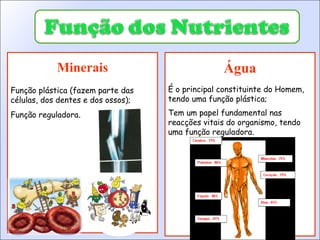 Minerais Função plástica (fazem parte das células, dos dentes e dos ossos); Função reguladora . Água É o principal constituinte do Homem, tendo uma função plástica; Tem um papel fundamental nas reacções vitais do organismo, tendo uma função reguladora. 