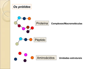 Proteína Aminoácidos  Péptido Complexos/Macromoléculas Unidades estruturais Os prótidos 