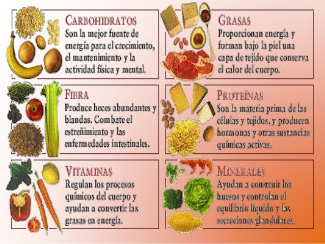 Sustancias Básicas Que El Organismo Necesita Para Su Buen Funcionamiento