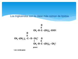 Los triglicéridos son la clase más común de lípidos
 