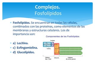  Fosfolípidos. Se encuentran en todas las células,
combinados con las proteínas, como elementos de las
membranas y estructuras celulares. Los de
importancia son:
 a) Lecitina.
 c) Esfingomielina.
 d) Glucolípidos.
Complejos.
Fosfolípidos
 