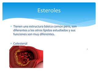  Tienen una estructura básica común pero, son
diferentes a los otros lípidos estudiados y sus
funciones son muy diferentes.
 Colesterol
.
Esteroles
 