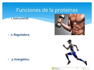 Funciones de la proteínas
 1. Estructural.
 2. Reguladora.
 3. Energética.
 