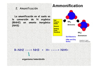 2. Amonificación

  La amonificación en el suelo es
la conversión de N orgánico
(RNH2) en amonio inorgánico
(NH3)




 R-NH2 ---> NH3 + H+ ----> NH4+


        organismo heterótrofo
 
