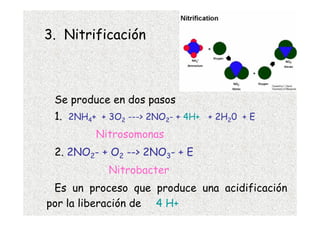 3. Nitrificación



 Se produce en dos pasos
 1. 2NH4+ + 3O2 ---> 2NO2- + 4H+ + 2H20 + E
         Nitrosomonas
 2. 2NO2- + O2 --> 2NO3- + E
            Nitrobacter
 Es un proceso que produce una acidificación
por la liberación de 4 H+
 