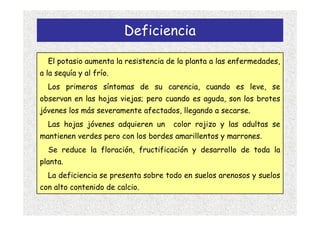 Deficiencia

  El potasio aumenta la resistencia de la planta a las enfermedades,
a la sequía y al frío.
  Los primeros síntomas de su carencia, cuando es leve, se
observan en las hojas viejas; pero cuando es aguda, son los brotes
jóvenes los más severamente afectados, llegando a secarse.
  Las hojas jóvenes adquieren un     color rojizo y las adultas se
mantienen verdes pero con los bordes amarillentos y marrones.
  Se reduce la floración, fructificación y desarrollo de toda la
planta.
  La deficiencia se presenta sobre todo en suelos arenosos y suelos
con alto contenido de calcio.
 