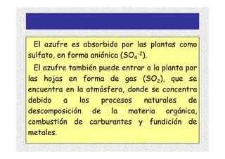 El azufre es absorbido por las plantas como
sulfato, en forma aniónica (SO4-2).
  El azufre también puede entrar a la planta por
las hojas en forma de gas (SO2), que se
encuentra en la atmósfera, donde se concentra
debido    a    los   procesos   naturales     de
descomposición de la materia orgánica,
combustión de carburantes y fundición de
metales.
 