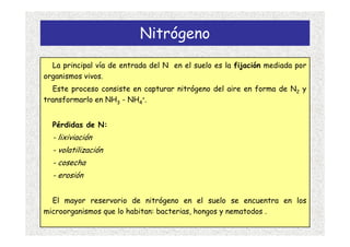 Nitrógeno
  La principal vía de entrada del N en el suelo es la fijación mediada por
organismos vivos.
  Este proceso consiste en capturar nitrógeno del aire en forma de N2 y
transformarlo en NH3 - NH4+.


  Pérdidas de N:
  - lixiviación
  - volatilización
  - cosecha
  - erosión


  El mayor reservorio de nitrógeno en el suelo se encuentra en los
microorganismos que lo habitan: bacterias, hongos y nematodos .
 