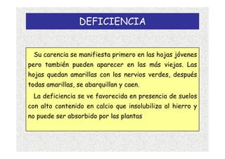 DEFICIENCIA


  Su carencia se manifiesta primero en las hojas jóvenes
pero también pueden aparecer en las más viejas. Las
hojas quedan amarillas con los nervios verdes, después
todas amarillas, se abarquillan y caen.
  La deficiencia se ve favorecida en presencia de suelos
con alto contenido en calcio que insolubiliza al hierro y
no puede ser absorbido por las plantas
 
