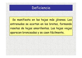 Deficiencia


 Se manifiesta en las hojas más jóvenes. Los
entrenudos se acortan en los brotes, formando
rosetas de hojas amarillentas. Las hojas viejas
aparecen bronceadas y se caen fácilmente.
 