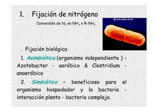 1.   Fijación de nitrógeno
       Conversión de N2 en NH3 o R-NH2




 . Fijación biológica
 1. Asimbiótica (organismo ind...