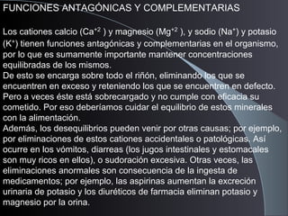 FUNCIONES ANTAGÓNICAS Y COMPLEMENTARIAS
Los cationes calcio (Ca+2
) y magnesio (Mg+2
), y sodio (Na+
) y potasio
(K+
) tienen funciones antagónicas y complementarias en el organismo,
por lo que es sumamente importante mantener concentraciones
equilibradas de los mismos.
De esto se encarga sobre todo el riñón, eliminando los que se
encuentren en exceso y reteniendo los que se encuentren en defecto.
Pero a veces éste está sobrecargado y no cumple con eficacia su
cometido. Por eso deberíamos cuidar el equilibrio de estos minerales
con la alimentación.
Además, los desequilibrios pueden venir por otras causas; por ejemplo,
por eliminaciones de estos cationes accidentales o patológicas. Así
ocurre en los vómitos, diarreas (los jugos intestinales y estomacales
son muy ricos en ellos), o sudoración excesiva. Otras veces, las
eliminaciones anormales son consecuencia de la ingesta de
medicamentos; por ejemplo, las aspirinas aumentan la excreción
urinaria de potasio y los diuréticos de farmacia eliminan potasio y
magnesio por la orina.
 
