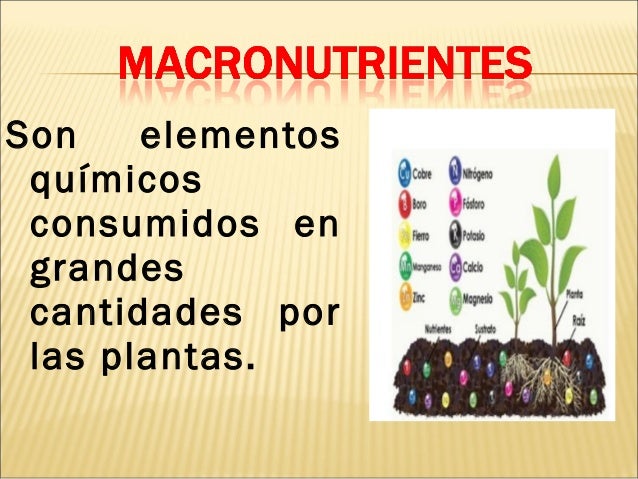 NUTRIENTES DEL SUELO. Lic Javier Cucaita