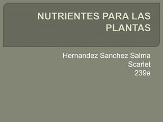 Hernandez Sanchez Salma
                 Scarlet
                   239a
 