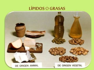 LÍPIDOSO GRASAS
 