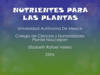 NUTRIENTES PARA
  LAS PLANTAS
 Universidad Autónoma De México
Colegio de Ciencias y Humanidades
        Plantel Naucalpan
      Elizabeth Rafael Velela
               239A
 