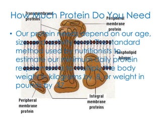 How Much Protein Do You Need
• Our protein needs depend on our age,
  size, and activity level. The standard
  method used by nutritionists to
  estimate our minimum daily protein
  requirement is to multiply the body
  weight in kilograms by .8, or weight in
  pounds by .37.
 