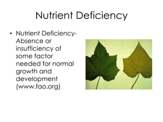 Nutrient Deficiency
• Nutrient Deficiency-
  Absence or
  insufficiency of
  some factor
  needed for normal
  growth and
  development
  (www.fao.org)
 