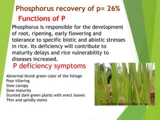 Phosphorus recovery of p= 26%
Functions of P
Phosphorus is responsible for the development
of root, ripening, early flowering and
tolerance to specific biotic and abiotic stresses
in rice. Its deficiency will contribute to
maturity delays and rice vulnerability to
diseases increased.
P deficiency symptoms
Abnormal bluish green color of the foliage
Poor tillering
Slow canopy
Slow maturity
Stunted dark green plants with erect leaves
Thin and spindly stems
 