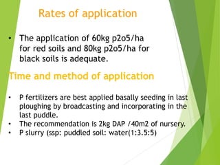 Rates of application
• The application of 60kg p2o5/ha
for red soils and 80kg p2o5/ha for
black soils is adequate.
Time and method of application
• P fertilizers are best applied basally seeding in last
ploughing by broadcasting and incorporating in the
last puddle.
• The recommendation is 2kg DAP /40m2 of nursery.
• P slurry (ssp: puddled soil: water(1:3.5:5)
 