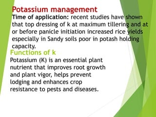Potassium management
Time of application: recent studies have shown
that top dressing of k at maximum tillering and at
or before panicle initiation increased rice yields
especially in Sandy soils poor in potash holding
capacity.
Functions of k
Potassium (K) is an essential plant
nutrient that improves root growth
and plant vigor, helps prevent
lodging and enhances crop
resistance to pests and diseases.
 