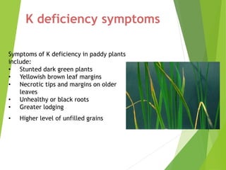 Symptoms of K deficiency in paddy plants
include:
• Stunted dark green plants
• Yellowish brown leaf margins
• Necrotic tips and margins on older
leaves
• Unhealthy or black roots
• Greater lodging
• Higher level of unfilled grains
K deficiency symptoms
 