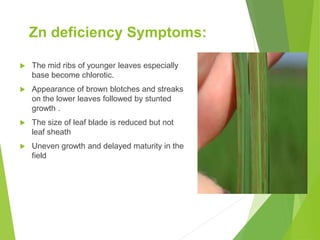 Zn deficiency Symptoms:
 The mid ribs of younger leaves especially
base become chlorotic.
 Appearance of brown blotches and streaks
on the lower leaves followed by stunted
growth .
 The size of leaf blade is reduced but not
leaf sheath
 Uneven growth and delayed maturity in the
field
 