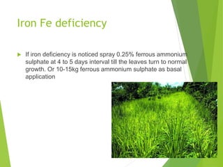 Iron Fe deficiency
 If iron deficiency is noticed spray 0.25% ferrous ammonium
sulphate at 4 to 5 days interval till the leaves turn to normal
growth. Or 10-15kg ferrous ammonium sulphate as basal
application
 