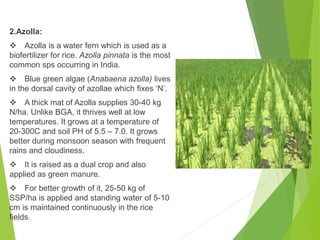 2.Azolla:
 Azolla is a water fern which is used as a
biofertilizer for rice. Azolla pinnata is the most
common sps occurring in India.
 Blue green algae (Anabaena azolla) lives
in the dorsal cavity of azollae which fixes ‘N’.
 A thick mat of Azolla supplies 30-40 kg
N/ha. Unlike BGA, it thrives well at low
temperatures. It grows at a temperature of
20-300C and soil PH of 5.5 – 7.0. It grows
better during monsoon season with frequent
rains and cloudiness.
 It is raised as a dual crop and also
applied as green manure.
 For better growth of it, 25-50 kg of
SSP/ha is applied and standing water of 5-10
cm is maintained continuously in the rice
fields.
 