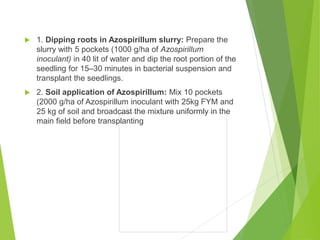  1. Dipping roots in Azospirillum slurry: Prepare the
slurry with 5 pockets (1000 g/ha of Azospirillum
inoculant) in 40 lit of water and dip the root portion of the
seedling for 15–30 minutes in bacterial suspension and
transplant the seedlings.
 2. Soil application of Azospirillum: Mix 10 pockets
(2000 g/ha of Azospirillum inoculant with 25kg FYM and
25 kg of soil and broadcast the mixture uniformly in the
main field before transplanting
 