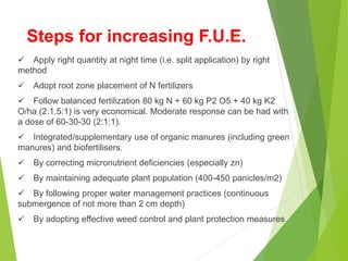 Steps for increasing F.U.E.
 Apply right quantity at night time (i.e. split application) by right
method
 Adopt root zone placement of N fertilizers
 Follow balanced fertilization 80 kg N + 60 kg P2 O5 + 40 kg K2
O/ha (2:1.5:1) is very economical. Moderate response can be had with
a dose of 60-30-30 (2:1:1).
 Integrated/supplementary use of organic manures (including green
manures) and biofertilisers.
 By correcting micronutrient deficiencies (especially zn)
 By maintaining adequate plant population (400-450 panicles/m2)
 By following proper water management practices (continuous
submergence of not more than 2 cm depth)
 By adopting effective weed control and plant protection measures
 