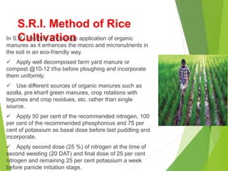 S.R.I. Method of Rice
Cultivation
In S.R.I. method, encourage application of organic
manures as it enhances the macro and micronutrients in
the soil in an eco-friendly way.
 Apply well decomposed farm yard manure or
compost @10-12 t/ha before ploughing and incorporate
them uniformly.
 Use different sources of organic manures such as
azolla, pre kharif green manures, crop rotations with
legumes and crop residues, etc. rather than single
source.
 Apply 50 per cent of the recommended nitrogen, 100
per cent of the recommended phosphorous and 75 per
cent of potassium as basal dose before last puddling and
incorporate.
 Apply second dose (25 %) of nitrogen at the time of
second weeding (20 DAT) and final dose of 25 per cent
nitrogen and remaining 25 per cent potassium a week
before panicle initiation stage.
 