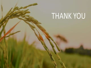 Nutrient management for paddy -WPS Office.pptx