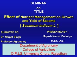 SEMINAR
on
TITLE
Effect of Nutrient Management on Growth
and Yield of Sesame
[ Sesamum indicum L. ]
PRESENTED BY :
Rajesh Kumar Dotaniya
M.Sc. (Ag.)
SUBMITED TO:
Dr. Narpat Singh
Professor Agronomy
Department of Agronomy
College of Agriculture
O.P.J.S. University Churu, Rajasthan
 