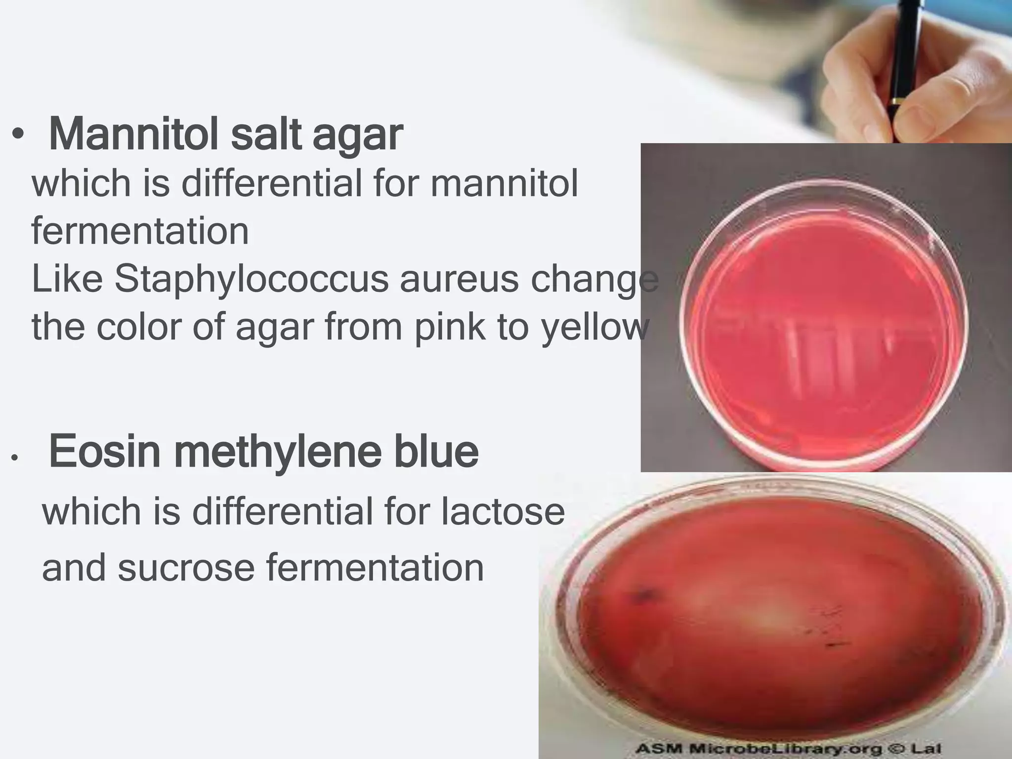 • Mannitol salt agar
which is differential for mannitol
fermentation
Like Staphylococcus aureus change
the color of agar from pink to yellow
• Eosin methylene blue
which is differential for lactose
and sucrose fermentation
 