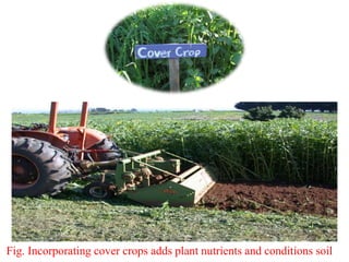 Fig. Incorporating cover crops adds plant nutrients and conditions soil
 