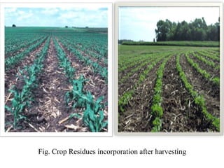 Fig. Crop Residues incorporation after harvesting
 