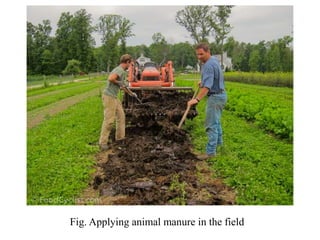 Fig. Applying animal manure in the field
 