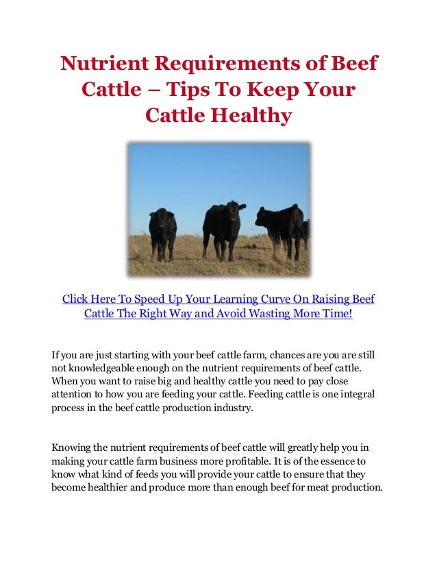 Nutrient Requirements of Beef Cattle – Tips To Keep Your Cattle Healt…