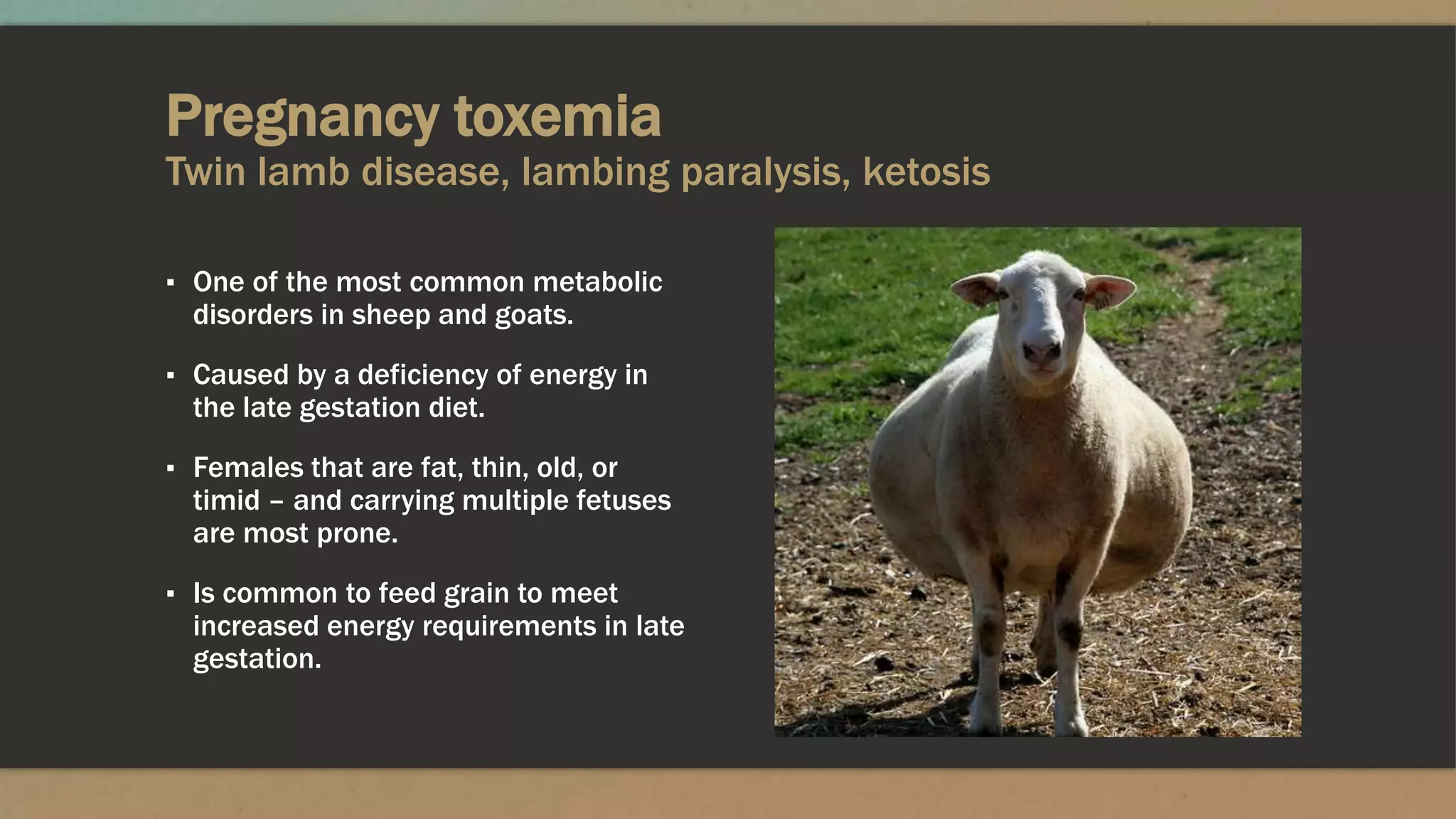 Pregnancy toxemia
Twin lamb disease, lambing paralysis, ketosis
▪ One of the most common metabolic
disorders in sheep and goats.
▪ Caused by a deficiency of energy in
the late gestation diet.
▪ Females that are fat, thin, old, or
timid – and carrying multiple fetuses
are most prone.
▪ Is common to feed grain to meet
increased energy requirements in late
gestation.
 