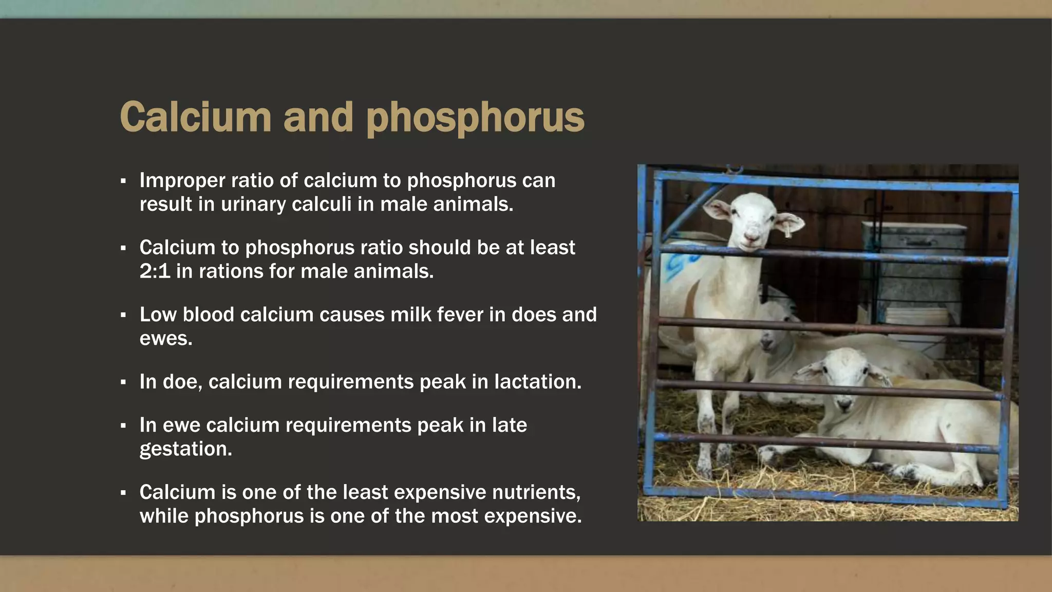 Calcium and phosphorus
▪ Improper ratio of calcium to phosphorus can
result in urinary calculi in male animals.
▪ Calcium to phosphorus ratio should be at least
2:1 in rations for male animals.
▪ Low blood calcium causes milk fever in does and
ewes.
▪ In doe, calcium requirements peak in lactation.
▪ In ewe calcium requirements peak in late
gestation.
▪ Calcium is one of the least expensive nutrients,
while phosphorus is one of the most expensive.
 