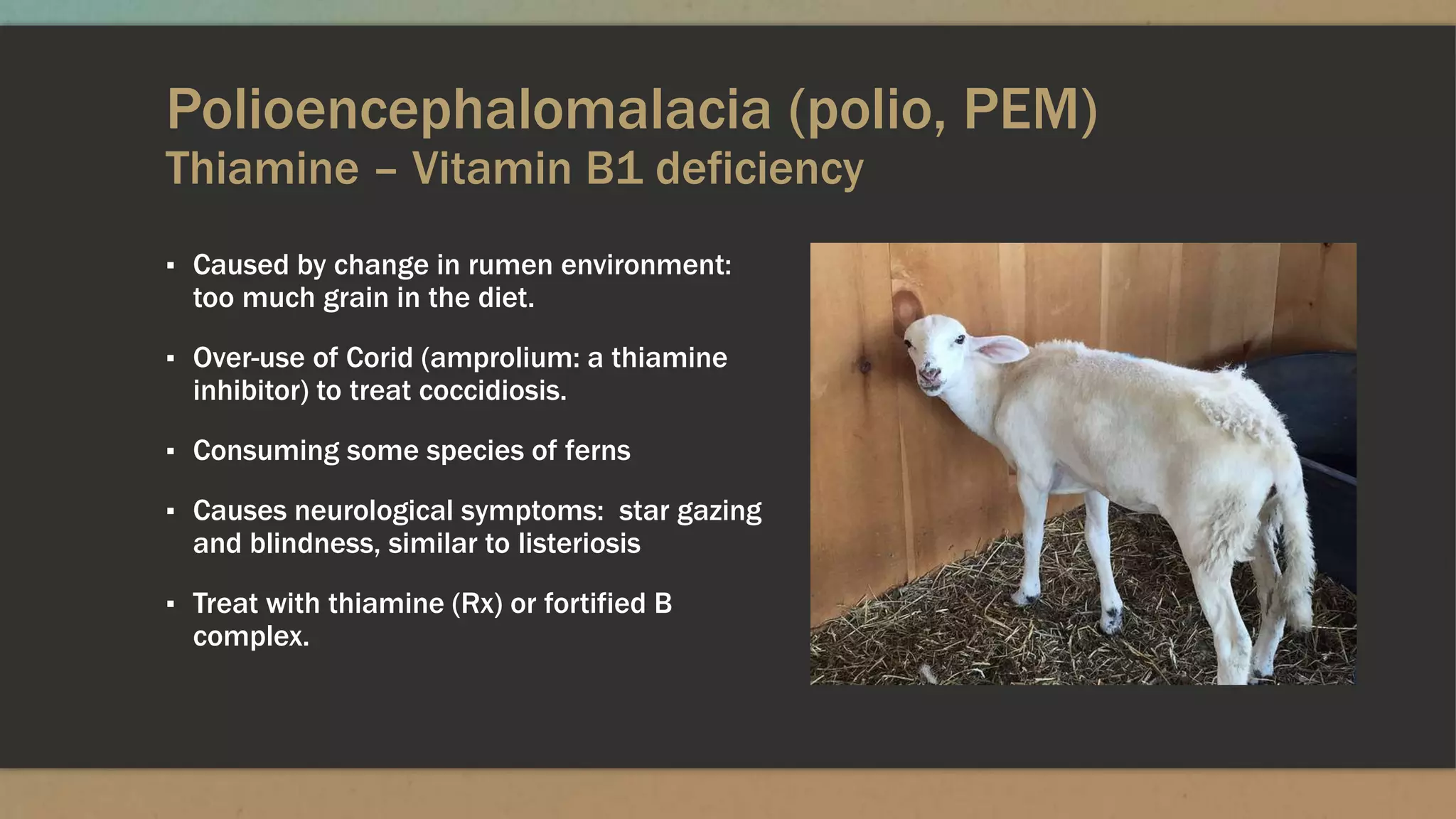 Polioencephalomalacia (polio, PEM)
Thiamine – Vitamin B1 deficiency
▪ Caused by change in rumen environment:
too much grain in the diet.
▪ Over-use of Corid (amprolium: a thiamine
inhibitor) to treat coccidiosis.
▪ Consuming some species of ferns
▪ Causes neurological symptoms: star gazing
and blindness, similar to listeriosis
▪ Treat with thiamine (Rx) or fortified B
complex.
 